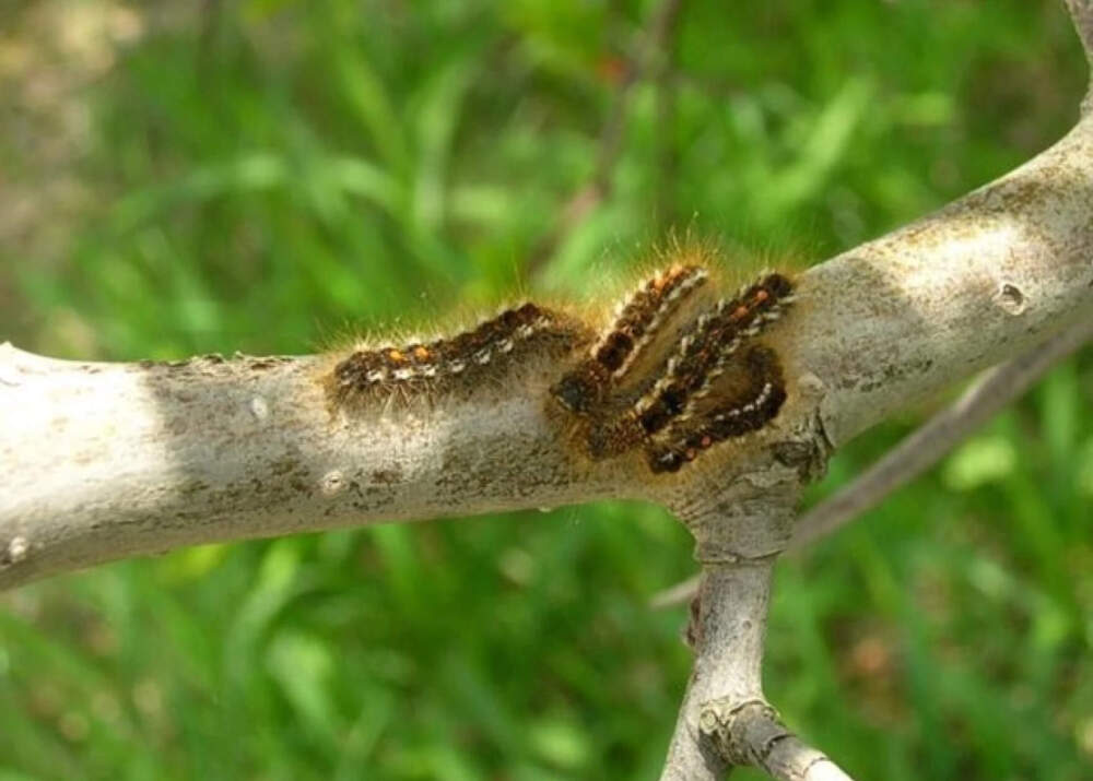 Toxic browntail moth caterpillars found in N.H. for first time in 75 years