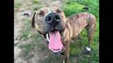 This brindle-coated terrier mix at area shelter will be best ‘Boss’ you’ve ever had