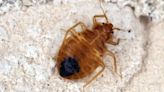 Bedbugs an Olympic panic in Paris? These blood-sucking insects surging globally