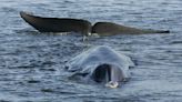 Islandia autoriza la caza de 128 ballenas de aleta este año