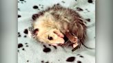‘There he is, dead again’: Opossum delights internet by faking death | CNN