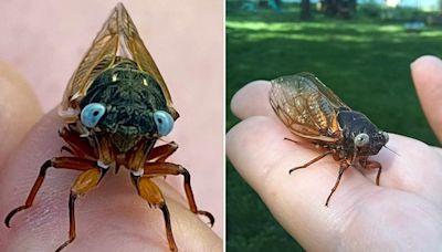 Extremely rare "blue-eyed" cicada spotted in Chicago suburb