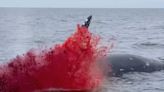 Watch: Dead Whale Explodes in a Shower of Blood and Guts