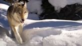 'She is so old': One-eyed wolf in Yellowstone defies odds by having 10th litter of pups in 11 years