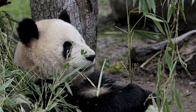 China considera a España el país europeo "más exitoso" para la cría de pandas