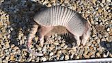 Armadillo discovery in Marshall County | News, Sports, Jobs - Times Republican