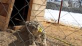 Rare snow leopard captured after killing dozens of animals