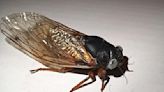 Extremely rare "blue-eyed" cicada spotted in Chicago suburb