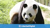 Una nueva pareja de pandas chinos llega al Zoo de Madrid