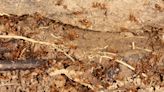 黃瘋蟻入侵昆州一世界遺產保護區 蟲害規模大