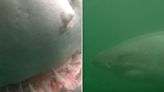 Shocking Footage Shows Great White Shark Circling Man and Biting Camera Attached to His Head