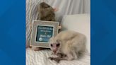 Welcome Salix: 'Birds of Prey' welcomes a new baby Barn owl