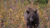 New Mexico is hiring 'professional bear huggers,' a job that requires a college degree and a year of training