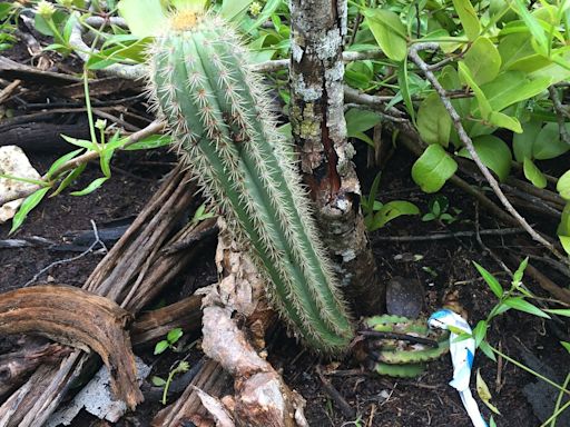 Key Largo tree cactus becomes 1st-ever US species to become extinct due to rising sea levels