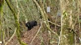 殘忍！台灣黑熊遭獵殺「左胸中彈慘死」 陳屍瀑布旁死亡3日才被發現
