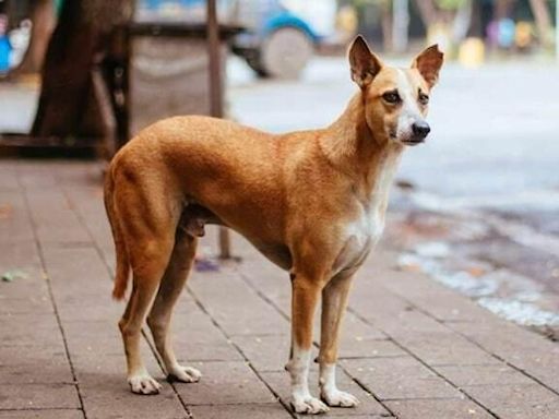 Dog bites 8 people, including 3 children, in Maharashtra, killed by mob