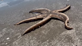 ‘That sucker is huge.’ Starfish that’s ‘kind of creepy’ washes up In Texas, video shows