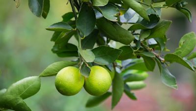 Árbol de limón: Cómo lograr un rápido crecimiento y abundante producción de frutos