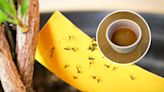 I figured out how to stop flies invading my home with this cheap vinegar hack