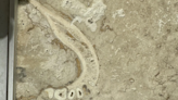 Human jawbone found embedded into tile by couple renovating bathroom