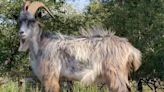 Endangered Old Irish Goat can still be legally hunted, faces extinction