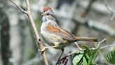 Here are tips for identifying Maine’s 17 sparrows