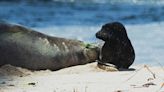 Hawaiian monk seal Kaiwi gives birth at Kaimana Beach again