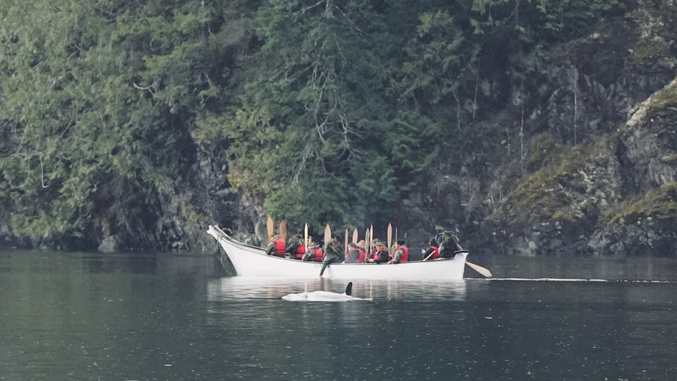 Orca calf heading towards ocean after being trapped in northwest Vancouver Island lagoon