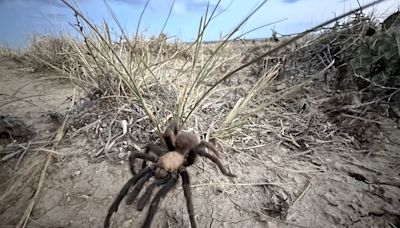 Spider lovers scurry to Colorado town in search of mating tarantulas and community