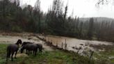 Casi 2 mil agricultores afectados por el sistema frontal en Biobío: Minagri efectúa primeras entregas de “ayudas tempranas” - La Tercera