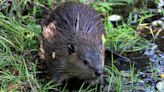 Beavers are moving into the warming Arctic. It could be a threat like 'wildfire.'