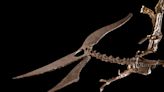 Un pteranodonte de 85 millones de años vendido en subasta por 3,9 millones de dólares