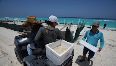 Los primeros evacuados del huracán Beryl en México: huevos de tortuga