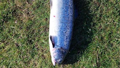 Mayo wild salmon numbers now face a "significant risk" - news - Western People