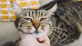 Try This Slow Blink Trick to Bond Even More With Your Cat — Vets Share the Easy How-To