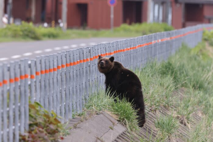 In Japan, Bear Attacks Surge as Authorities Warn Hikers Away