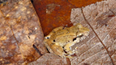 This tiny ‘leaf-nester’ is the smallest known fanged frog