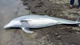 Dolphin dead after being repeatedly shot in Louisiana; $20,000 reward offered for info