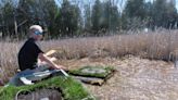 Smith: A novel idea and generosity by Grafton Eagle Scout could build brighter future for black terns, an endangered species in Wisconsin