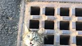 Cat caught in hairy situation; head stuck in storm drain grate.