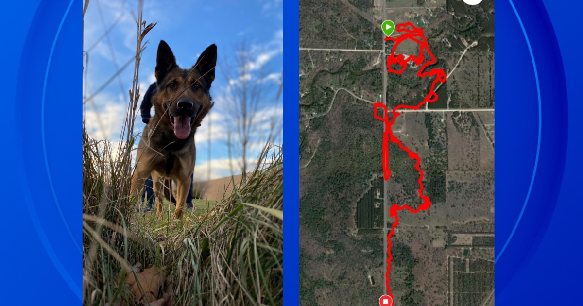 Michigan State Police canine tracks suspect who struck bicyclist in hit-and-run