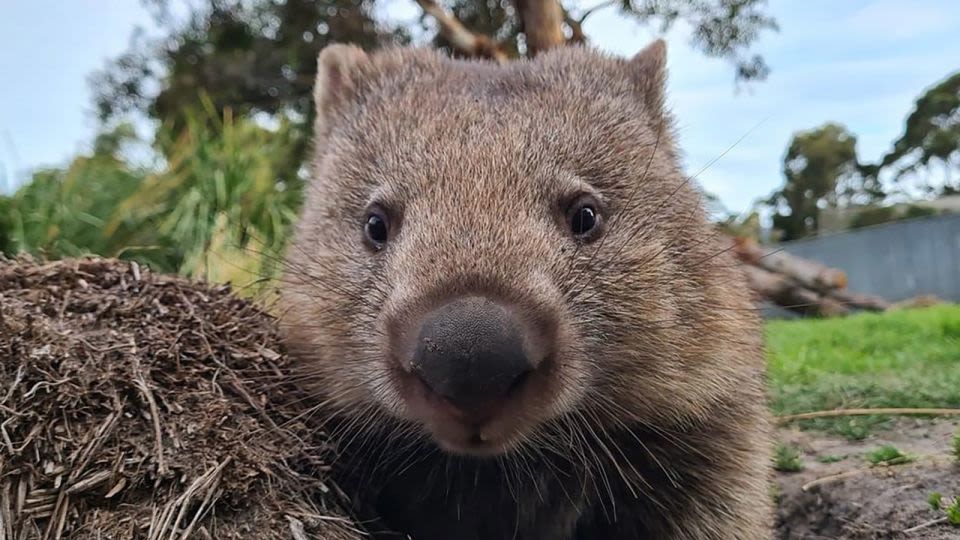 Wombat walker wanted: Australia needs help looking after its cutest residents