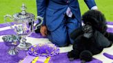 Miniature poodle named Sage wins Westminster Kennel Club dog show