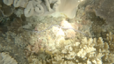 直擊海洋新生命 台達攜手海生館水下直播墾丁珊瑚產卵