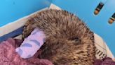 Hedgehog dies with her three babies after being kicked and stoned by group of boys