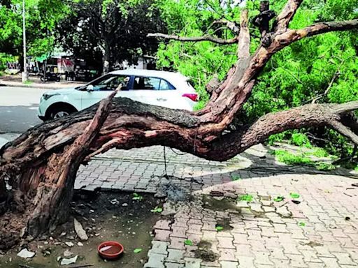 Mohali facing threat from neglected and dangerous trees | Chandigarh News - Times of India