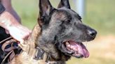 Richland County mourns the loss of retired K9 hero Nero