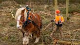 Rare breed horses help with biodiversity push at National Trust estate