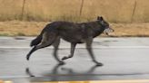 Wolf hybrid spotted roaming outskirts of California town