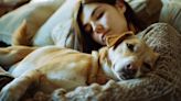 Hiperactividad y falta de atención en perros: todo lo que debes saber sobre el TDAH canino